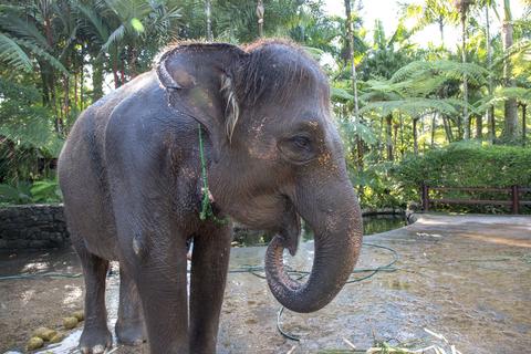 Elephant Safari Park Indonesia