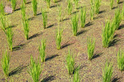 Jatiluwih Rice Paddies Indonesia