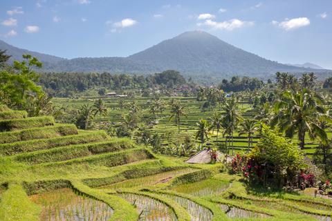 Jatiluwih Rice Paddies Indonesia