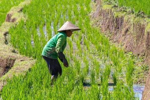 Jatiluwih Rice Paddies Indonesia