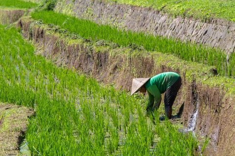 Jatiluwih Rice Paddies Indonesia
