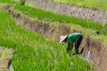 Jatiluwih Rice Paddies photo 3