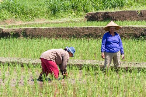 Jatiluwih Rice Paddies Indonesia