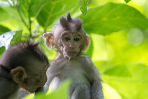 Sacred Monkey Forest Sanctuary Indonesia
