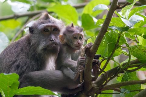 Sacred Monkey Forest Sanctuary Indonesia