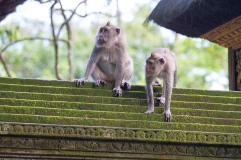 Sacred Monkey Forest Sanctuary Indonesia