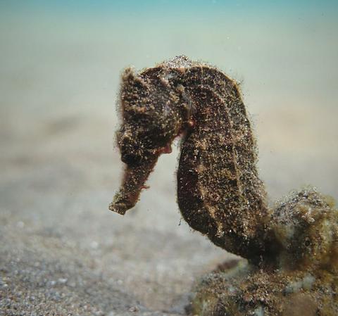 Scuba Diving in Amed Indonesia