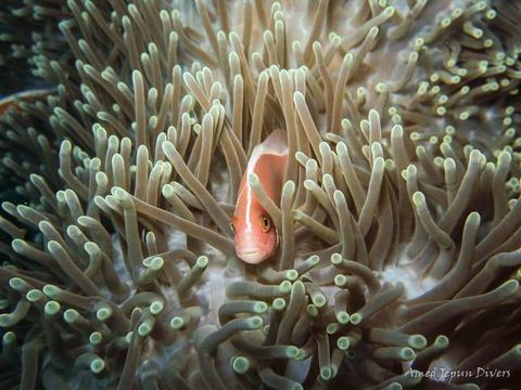 Scuba Diving in Amed Indonesia