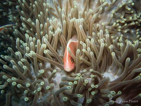 Scuba Diving in Amed photo 3
