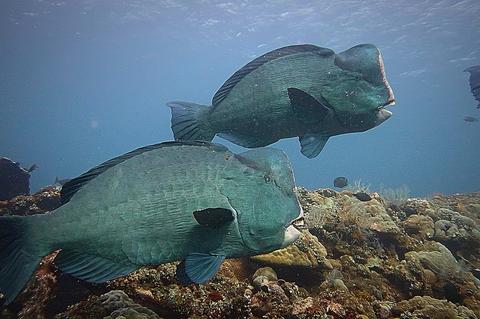 Scuba Diving in Amed Indonesia