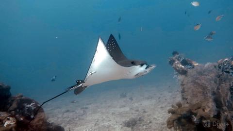 Scuba Diving in Amed Indonesia