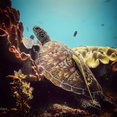 Two Fun Dives in Candidasa  photo 2