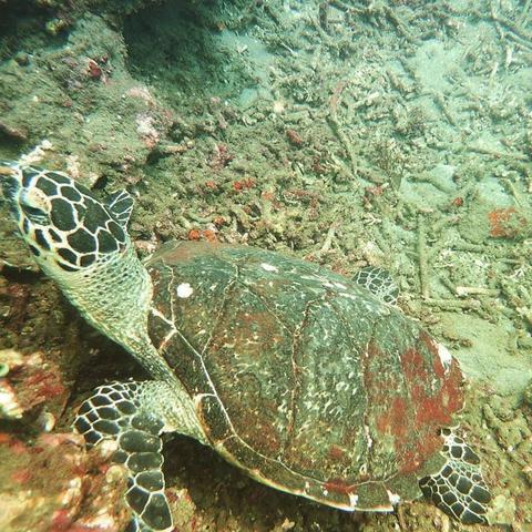 Two Fun Dives in Candidasa Indonesia