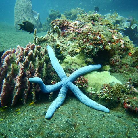 Two Fun Dives in Candidasa