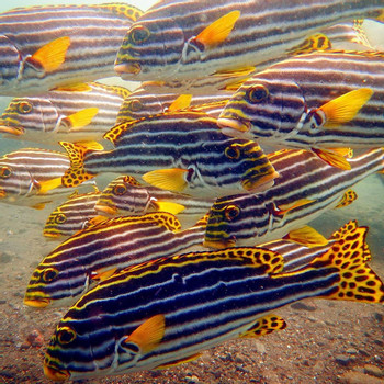 Two Fun Dives in Candidasa  photo 4