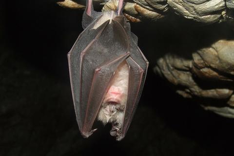 Pura Goa Lawah Bat Temple