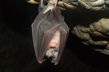 Pura Goa Lawah Bat Temple  photo 3