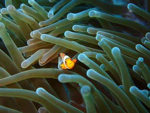 Snorkeling at the Blue Lagoon Indonesia