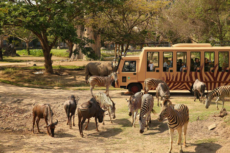 The Bali Safari and Marine Park  photo 2