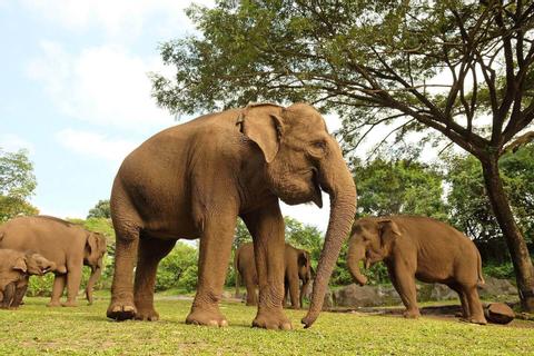 The Bali Safari and Marine Park Indonesia