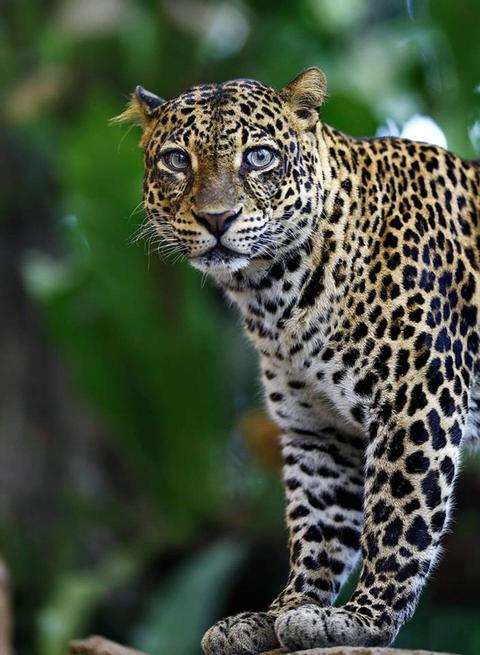 The Bali Safari and Marine Park Indonesia