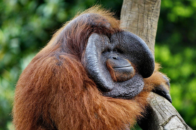 The Bali Safari and Marine Park  photo