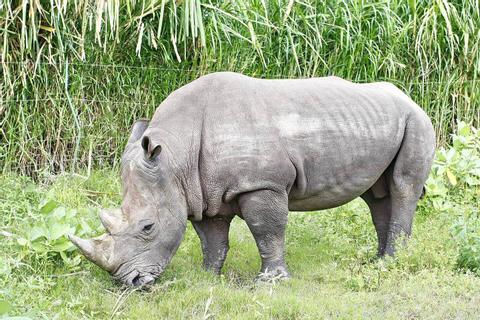 The Bali Safari and Marine Park Indonesia