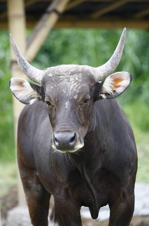 The Bali Safari and Marine Park Indonesia