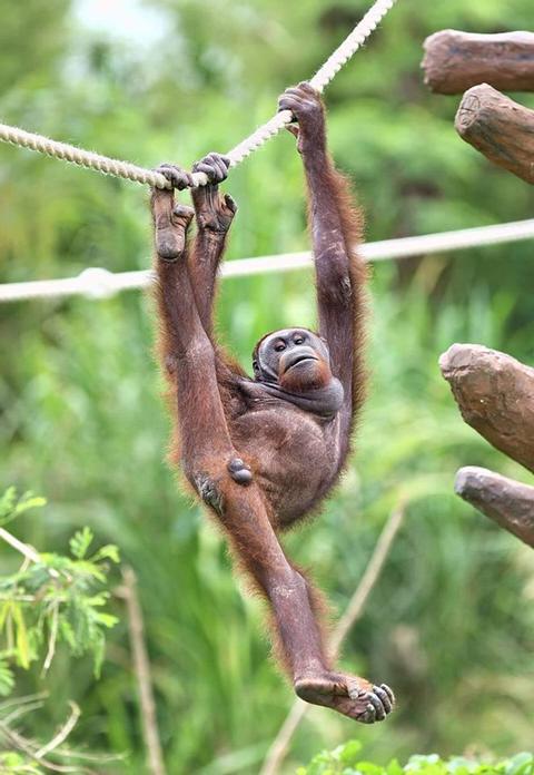 The Bali Safari and Marine Park