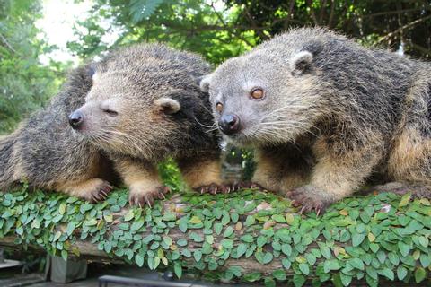 The Bali Safari and Marine Park Indonesia