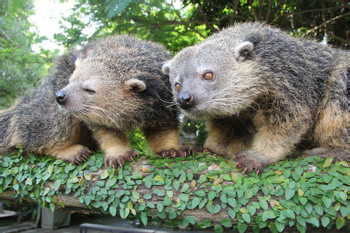 The Bali Safari and Marine Park  photo 5