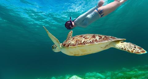 A Snorkeler’s Pardise: Swimming with Sea Turtles