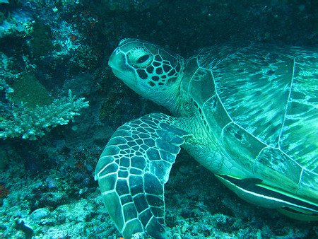 Three Gili Islands Tour photo 3