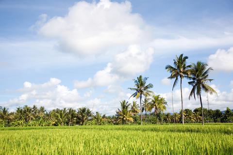 Medewi Indonesia