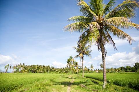 Medewi Indonesia