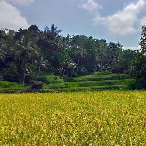 Trekking Hidden Paths Indonesia