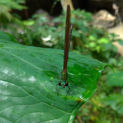 Trekking Hidden Paths Indonesia