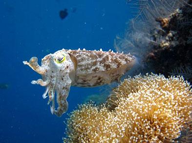 Menjangan Island Dive for Beginners Indonesia