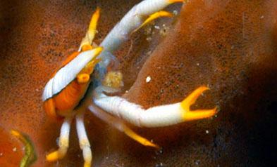 Menjangan Island Dive for Beginners Indonesia