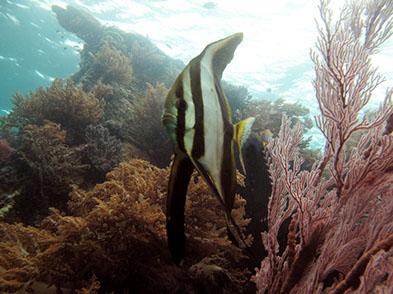 Menjangan Island Dive for Beginners Indonesia