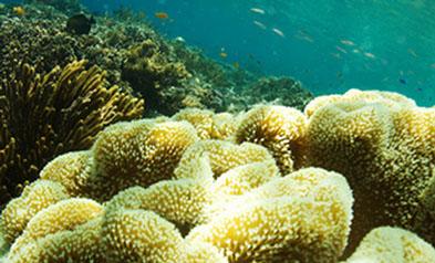 Menjangan Island Dive for Beginners Indonesia