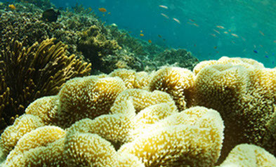 Menjangan Island Dive for Beginners