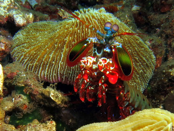 Diving in Nusa Penida photo 4