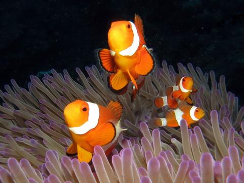 Diving in Nusa Penida Indonesia