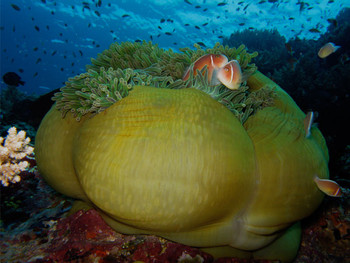 Diving in Nusa Penida photo 5