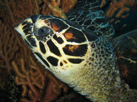 Diving in Nusa Penida