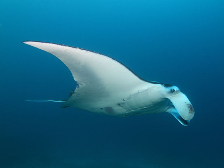 Diving at Manta Point and Manta Bay