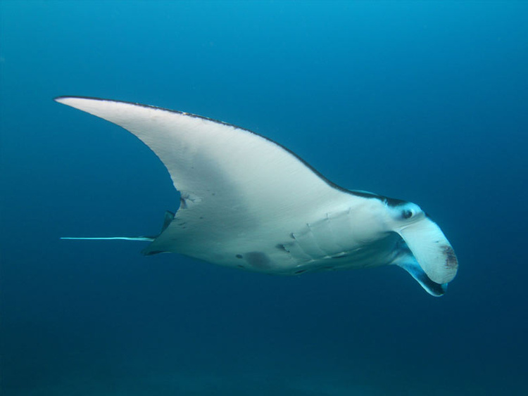 Diving at Manta Point and Manta Bay