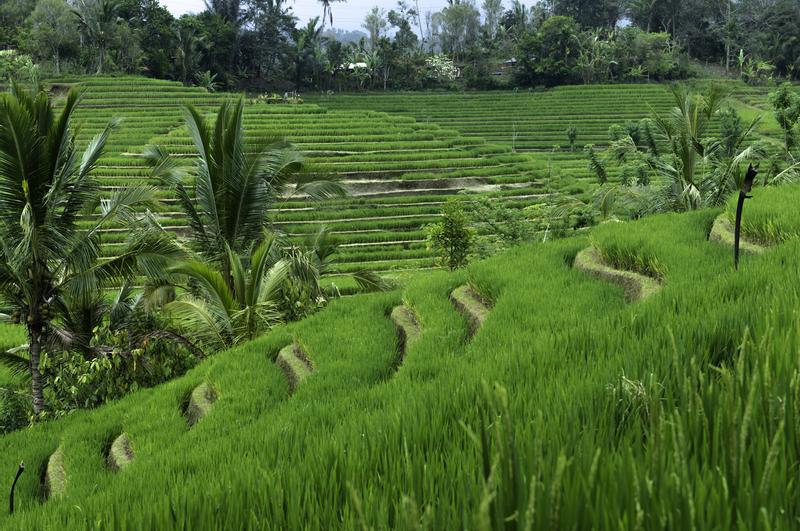 Plaga, Bali - Indonesia 2023 Travel Guide | Anywhere