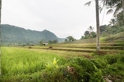 Three Hours of Morning or Afternoon Trekking Indonesia
